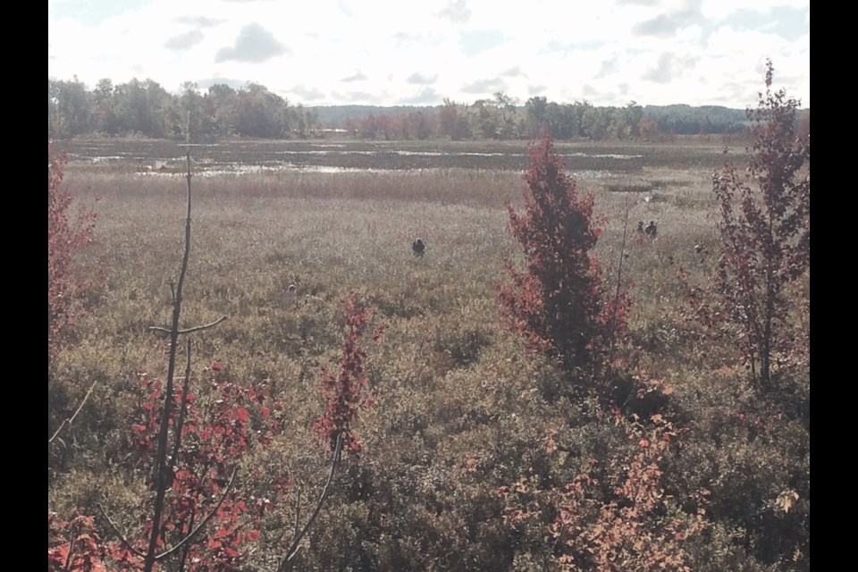 Cranberry marsh