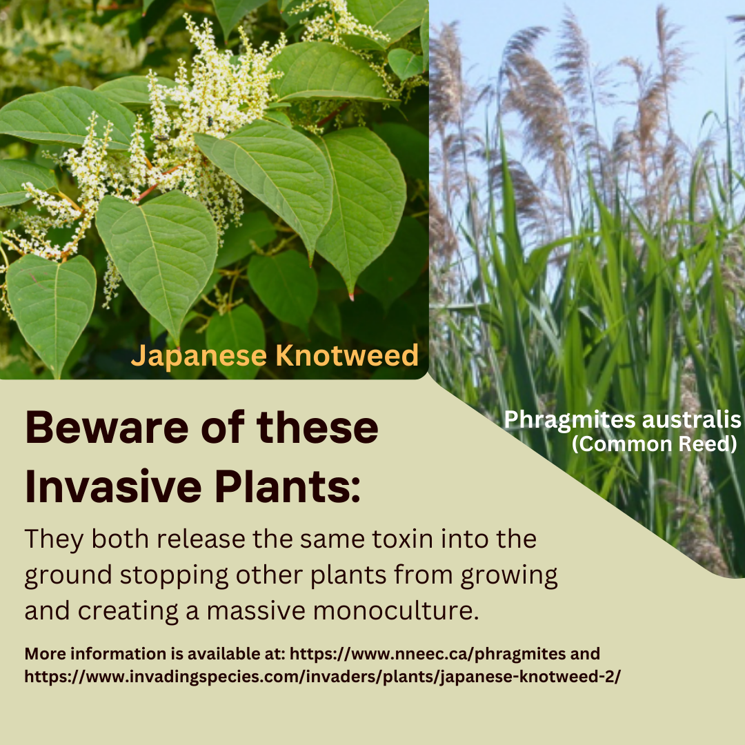Invasive Plants